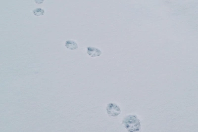 Март в Кургане будет снежным