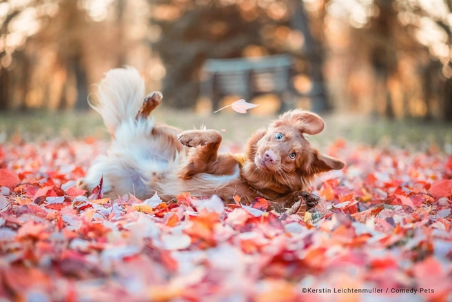 Источник: Kerstin Leichtenmuller / Comedypetphoto.com