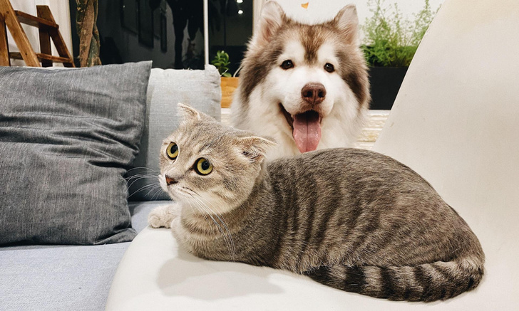 Зоопсихолог Протасевич дала совет, как подружить кошку с собакой