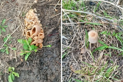 В Омске нашли гриб «Ослиное ухо»