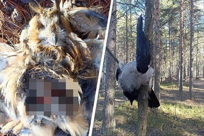 Подстреленные птицы найдены в охраняемом лесу Северодвинска