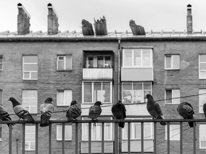 В Петербурге начали тренировки по уборке снега с крыш | Источник: Мария Ленц / NGS24.RU