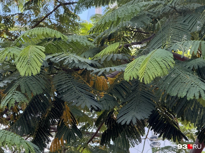 Листья очень красивые и необычные | Источник: Валерия Дульская / 93.RU