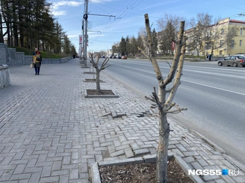 Не так давно под пилу попали молодые яблони на улице Гагарина, которые высадили 2 года назад | Источник: Тамара Башаева / NGS55.RU