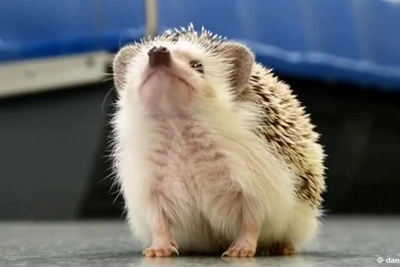 Поющие ежи в петербургском метро стали вирусными