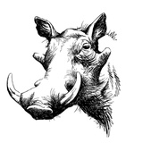Примечание  бородавочника  по имени Phacochoerus Фунтик: