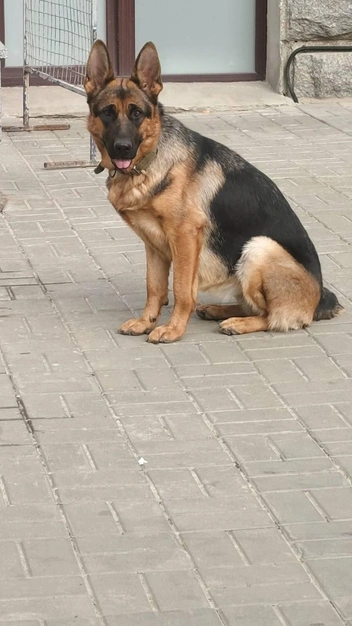 Найти питомца пока что не удалось | Источник: читатели V1.RU 