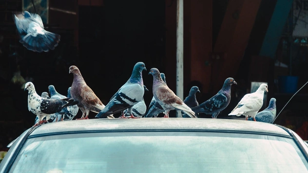 На автомобили какого цвета птицы какают чаще всего: исследование