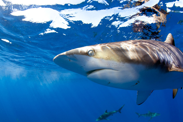 Неосознанное потребление: в корме для животных снова нашли мясо акул