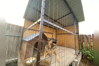 Читинская колония получила 10 млн рублей для содержания агрессивных собак