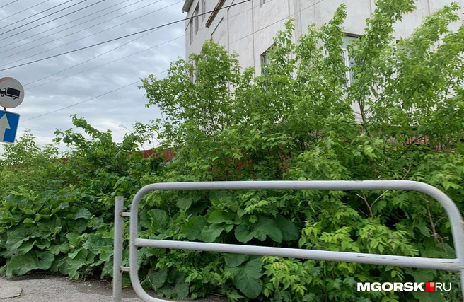 Возможно, пешеходы здесь не ходят | Источник: Полина Котышева / MGORSK.RU