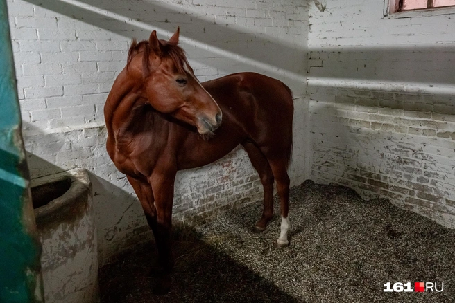 Конь Монацид, или ласково&nbsp;— Моня | Источник: Евгений Вдовин / 161.RU