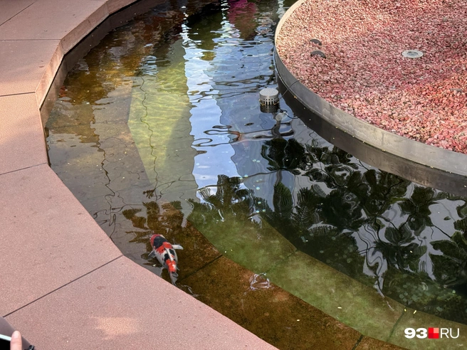 Вокруг дерева сделали небольшой водоем с карпами, люди бросают туда монеты | Источник: Валерия Дульская / 93.RU