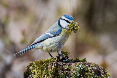 Удивительные снимки лазоревки под Волгоградом
