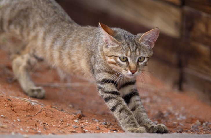 Закапывают ли дикие кошки свои экскременты, как домашние коты?