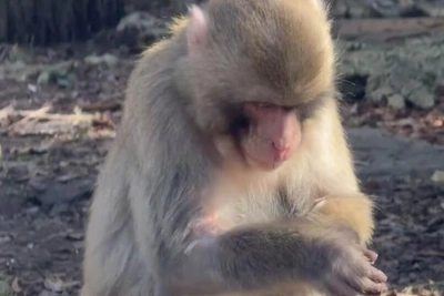 Макака Акира удивила ритуалом мытья орехов