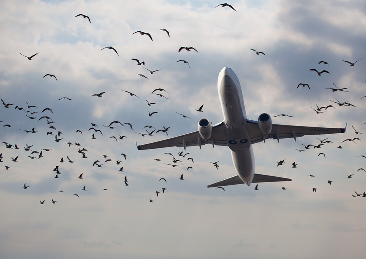 Найден способ обезопасить самолеты от столкновений с птицами