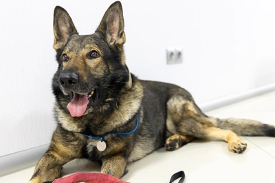 Krasnoyarsk Dog Yermak Stars in Series Despite Bad Temper