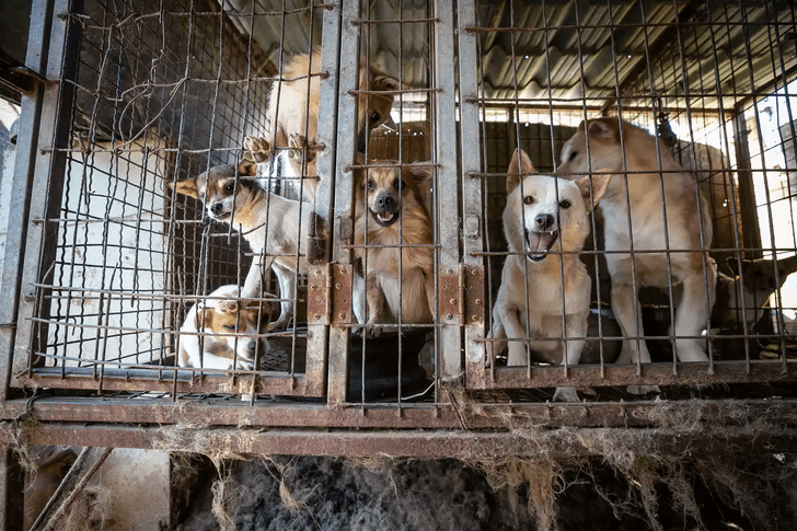 Самая неоднозначная традиция: почему в Корее официально запретили разводить собак на мясо?