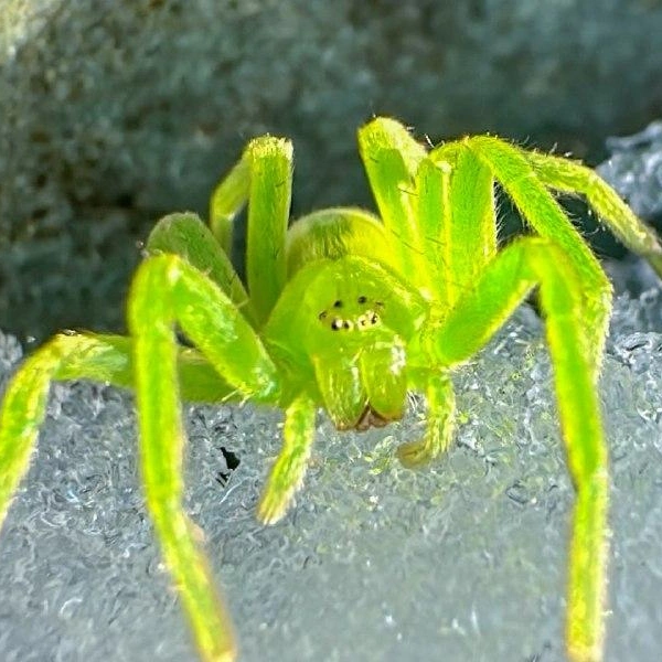 Название паука&nbsp;— микромата зеленая | Источник: Роман и Татьяна Воробьёвы / Алтайский биосферный заповедник
