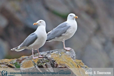 Сроки прилета чаек в Заполярье изменились