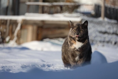 Погода в Москве на выходные: снега не ждать?