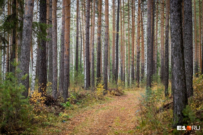 Лесные просторы | Источник: Владислав Лоншаков / E1.RU