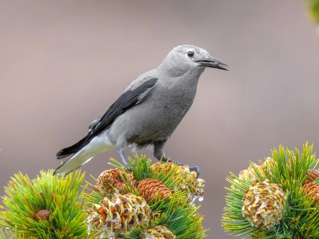 Североамериканская ореховка с орехом в клюве  | Источник: Matt Zuro / birdsoftheworld.org
