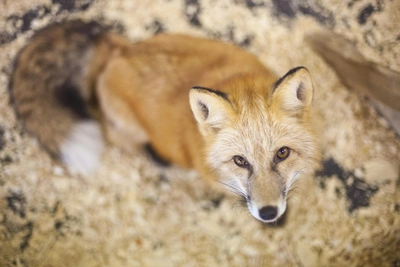 В двух селах Новосибирской области ввели карантин из-за бешенства