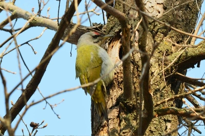 Желтый дятел в Волгограде: редкая птица с седым названием