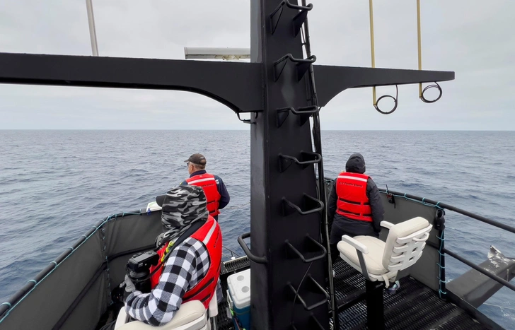 Этих китов никто не видел живыми, пока их не встретили у берегов Мексики