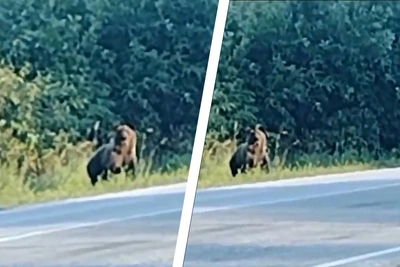 Медведь в селе Кольцовка: видео и отстрел