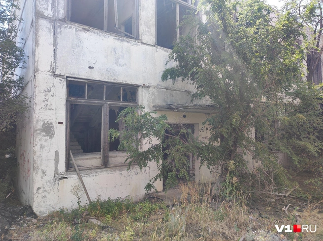 Из-за дерева вход в корпус почти не видно со стороны | Источник: Денис Паустовский / V1.RU 