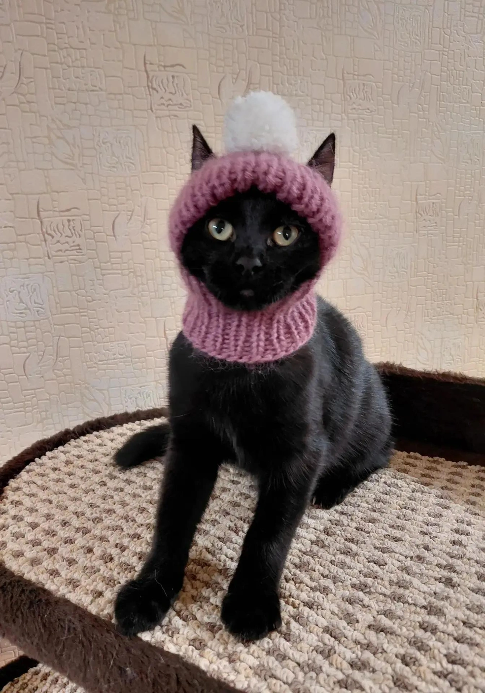Кошка Сатана, которая не соответствует имени из-за своего доброго характера | Источник: Мария