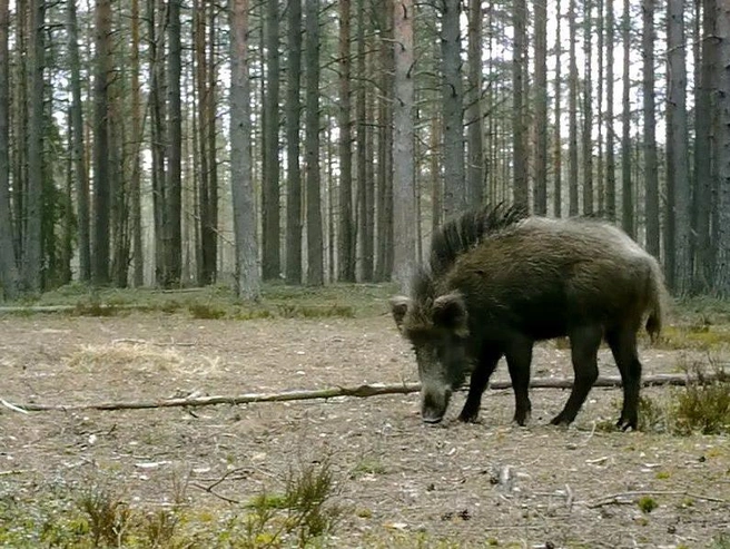 Кабан-панк с ирокезом попал в фотоловушку в Ленобласти | Источник: Павел Глазков / Каждой твари по паре