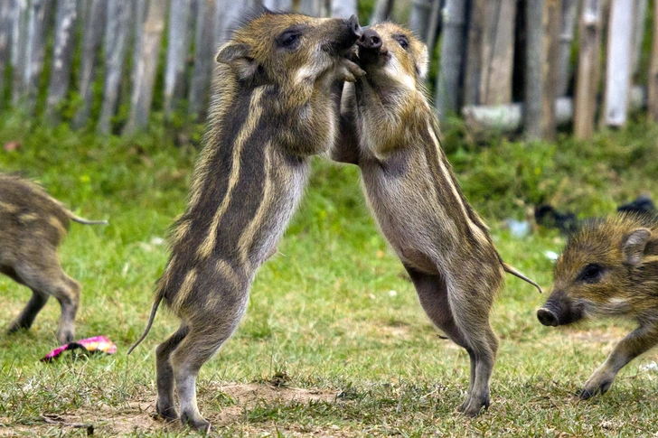 Источник: Munish Kaushik / Caters News via Legion Media