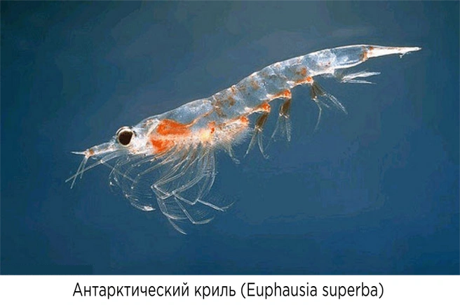 Источник: ВНИРО