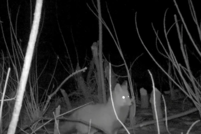 Лиса и бобр встретились в Алтайском заповеднике