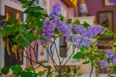 Царское Село украсили цветущие сирень и миндаль