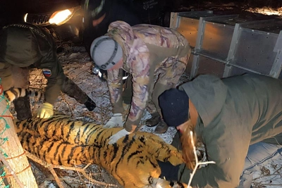 Тигра, атаковавшего собак в Приморье, отловили для осмотра