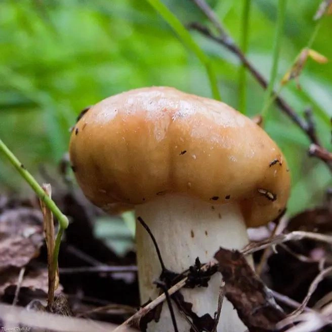 Гриб хорошо узнаваем по шляпке | Источник: Mycology.su