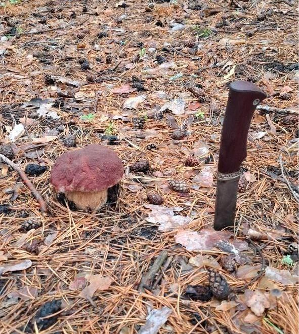 Все грибы очень хорошо прячутся в лесу. А белые можно найти в хвойных полянках или в мхе  | Источник: читатель 72.RU