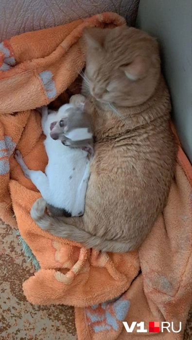 «Давай греться вместе!» | Источник: читатели V1.RU