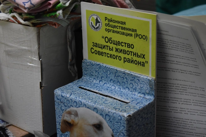 Пожертвования организация принимает после успешно проведенной операции | Источник: Рихарда Лем / NGS.RU