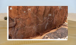 Откуда ты, шерстяной верблюд? Как рисунки из пустыни поставили в тупик археологов