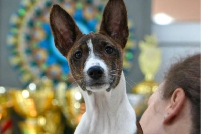 Щенка редкой породы продают за 800 тыс. рублей во Владивостоке