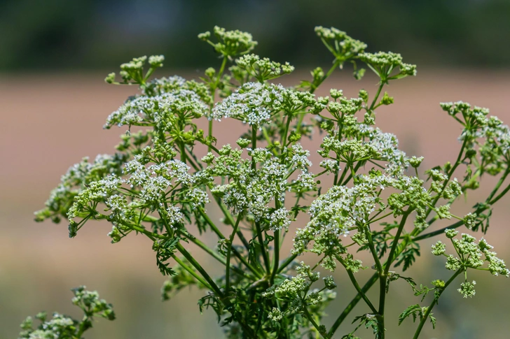 Купырь лесной (Anthriscus sylvestris) | Источник: Oleg Marchak via Legion Media