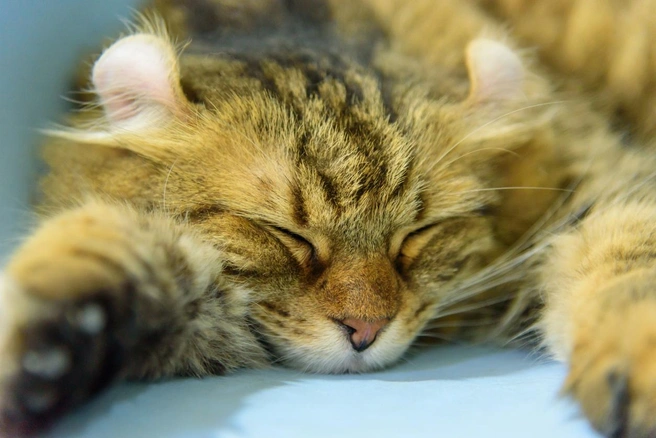 Уши&nbsp;— главная особенность породы | Источник: rukawajung / iStock