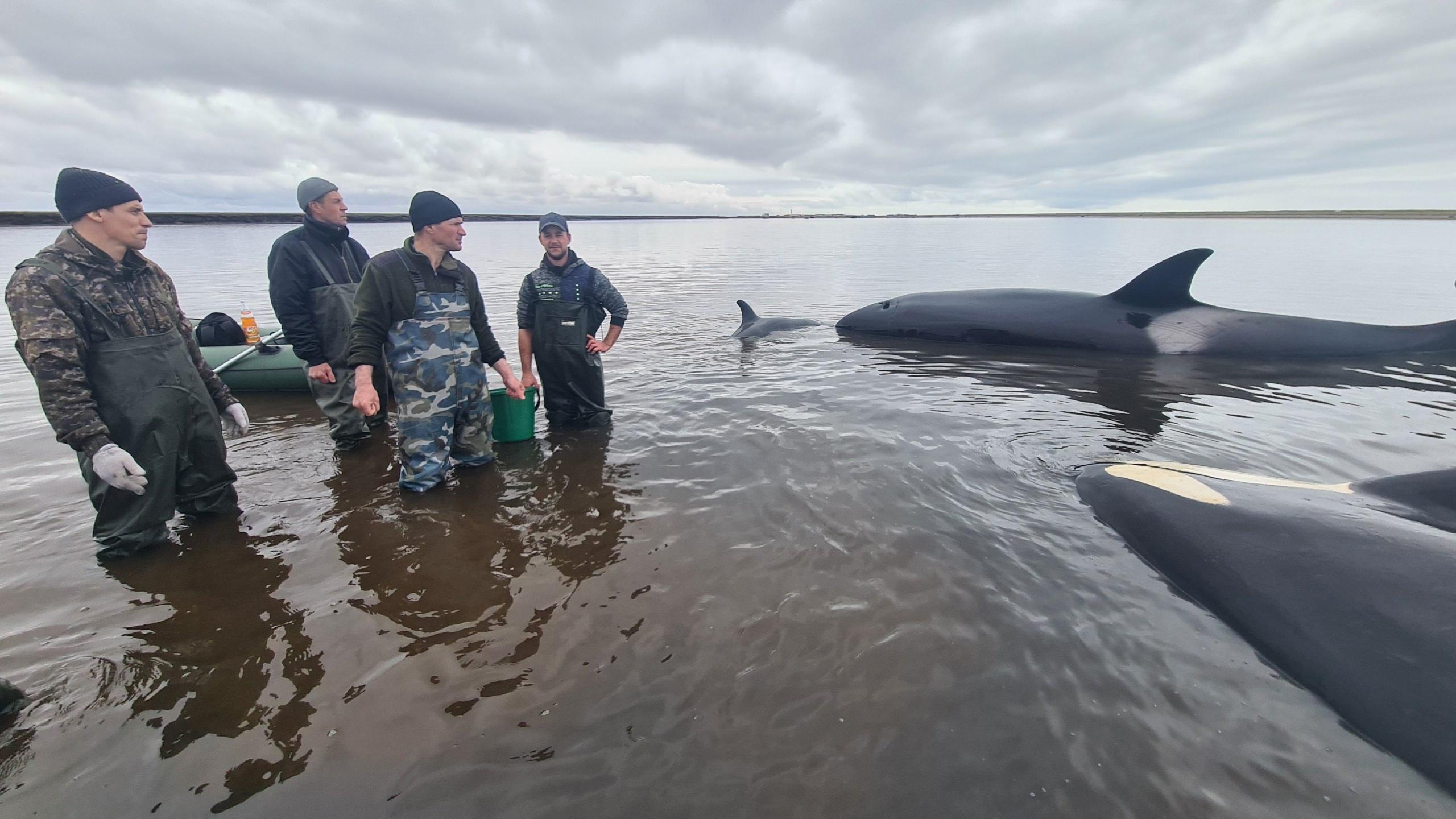 «Малыш плачет и жмется к маме». Семья косаток на Камчатке застряла в лимане