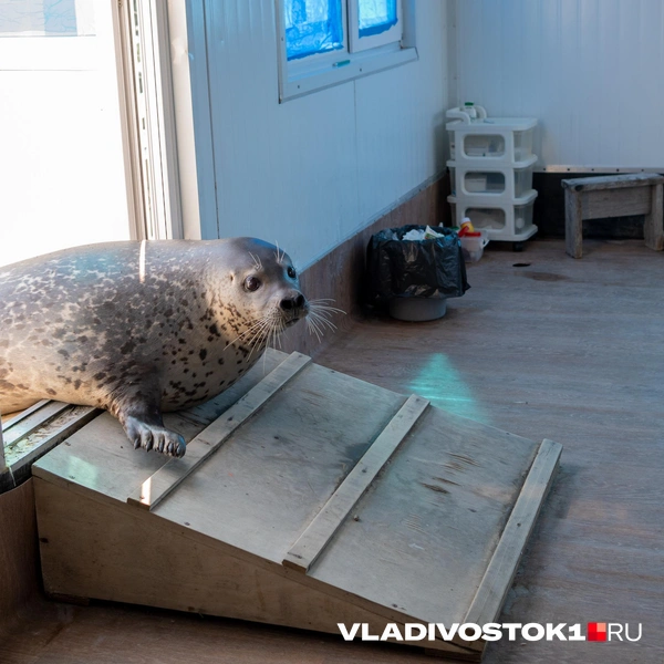Источник: Елена Буйвол / VLADIVOSTOK1.RU